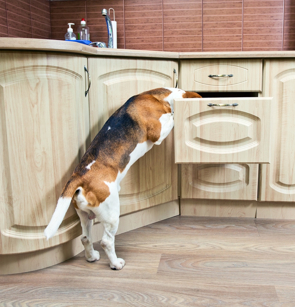 How to Dog-Proof Your Kitchen for Maximum Safety