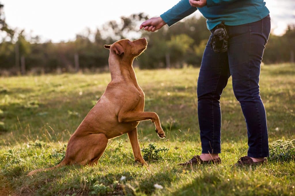 Training Tips For High-Energy Dog Breeds