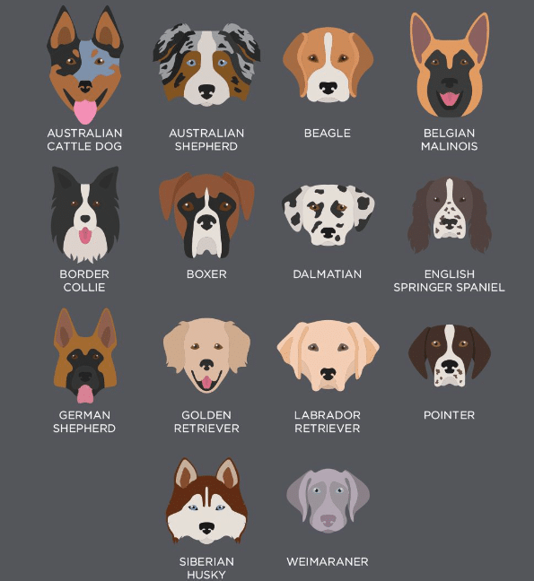 Training Tips For High-Energy Dog Breeds