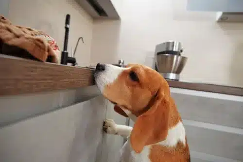 How to Dog-Proof Your Kitchen for Maximum Safety