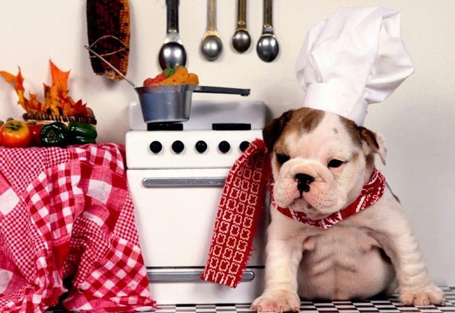 How to Dog-Proof Your Kitchen for Maximum Safety