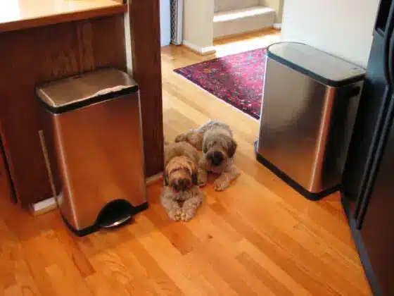How to Dog-Proof Your Kitchen for Maximum Safety