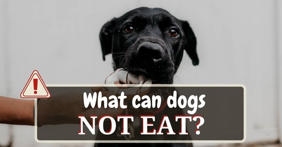Foods You Never Knew Were Poisonous to Your Dog