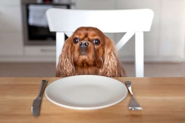 Your Dog Stopped Eating