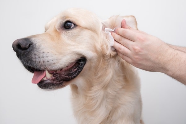 Dog Ear Infection