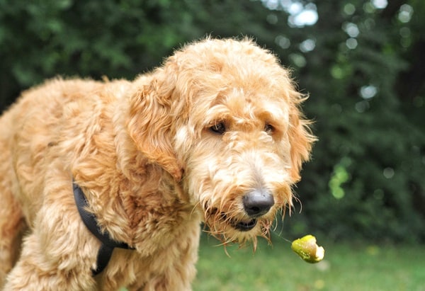 Your Dog Stopped Eating