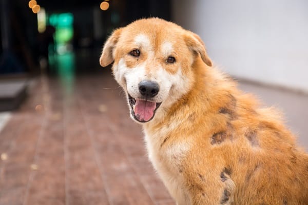 Battling A Skin Infection