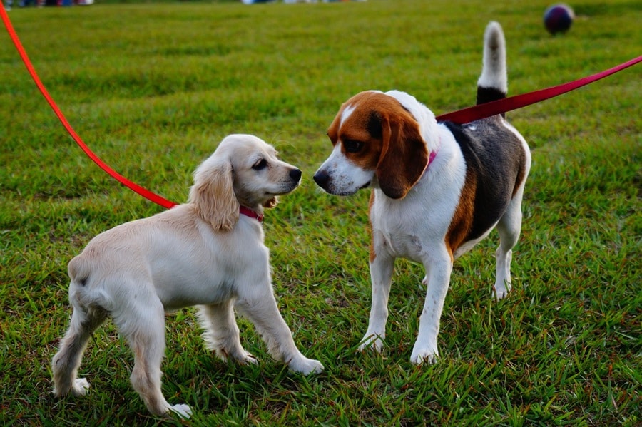 Understanding Dog Behavior: What They're Really Thinking