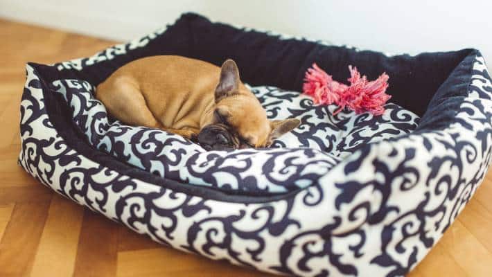 Navigating the Challenges of Dog Adoption