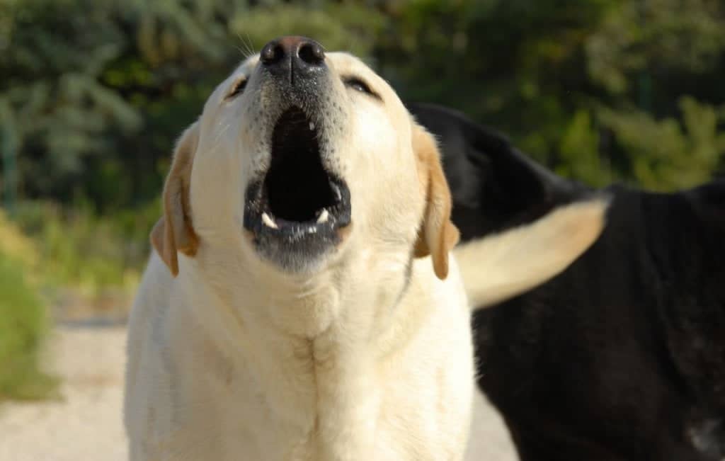 Understanding Dog Behavior: What They're Really Thinking