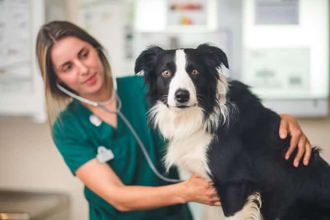 Navigating the Challenges of Dog Adoption