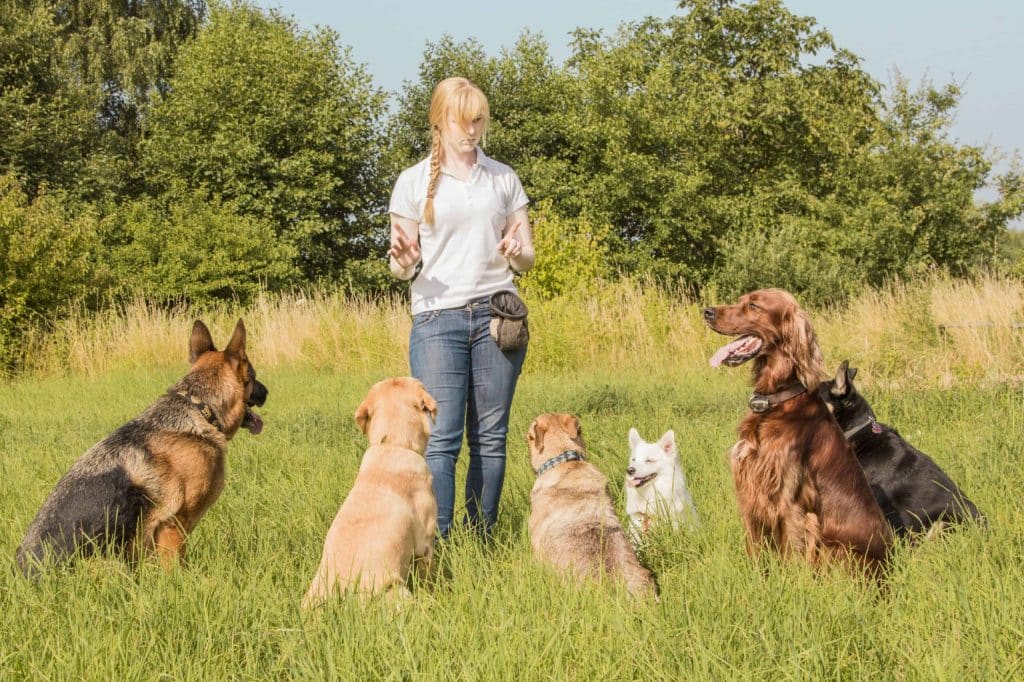 Navigating the Challenges of Dog Adoption