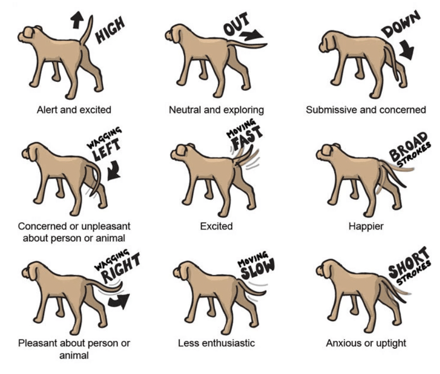 Understanding Dog Behavior: What They're Really Thinking