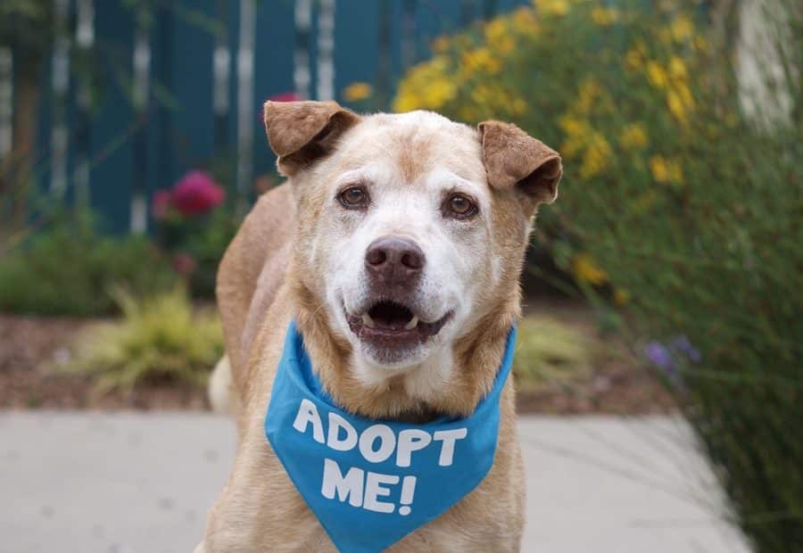 Navigating the Challenges of Dog Adoption