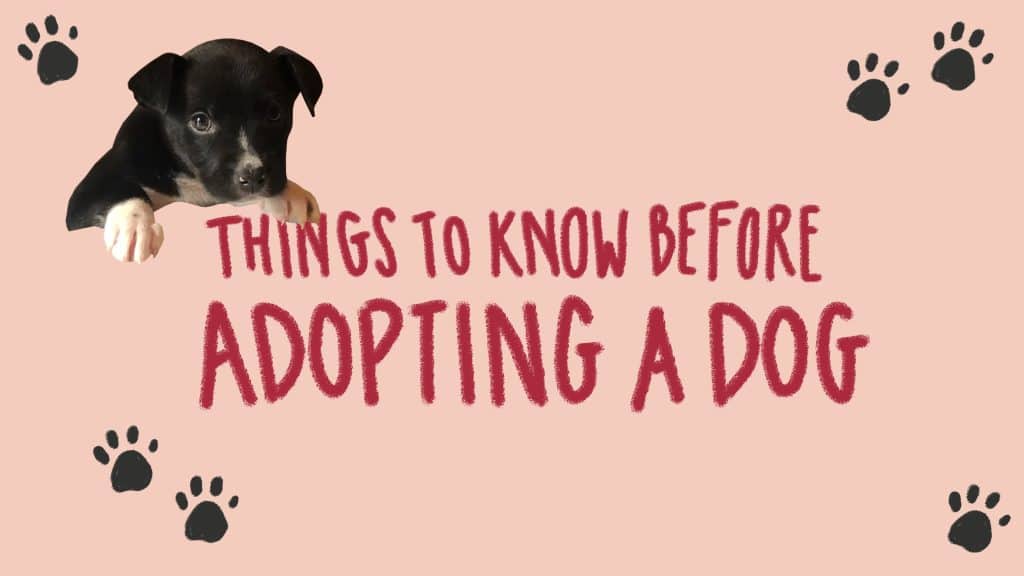 Navigating the Challenges of Dog Adoption