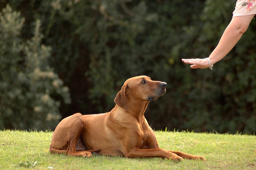 Navigating the Challenges of Dog Adoption