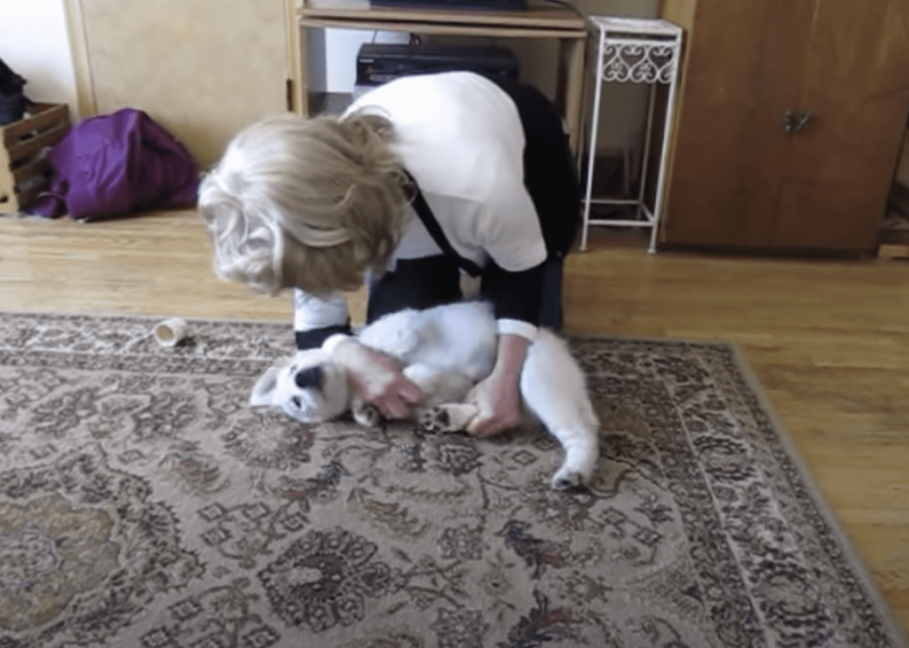 The Myths Around Dog Whispering Techniques