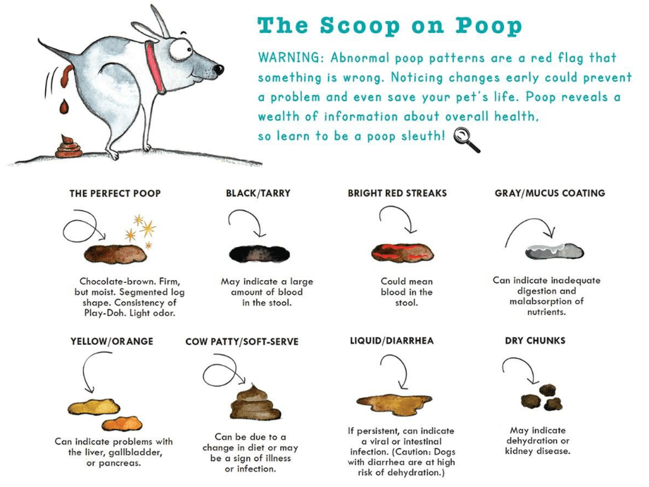 How To Treat Dog Diarrhea