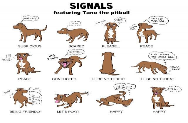 Understanding Dog Behavior: What They're Really Thinking