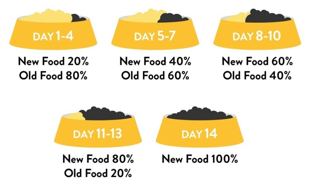 Ways To Feed A Picky Dog