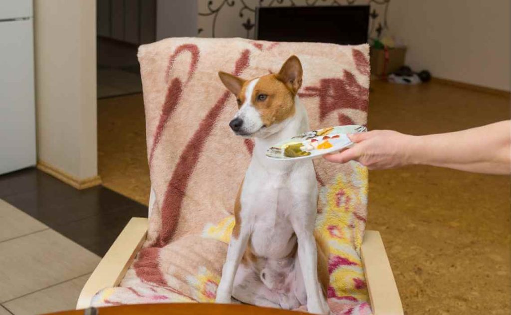 Ways To Feed A Picky Dog