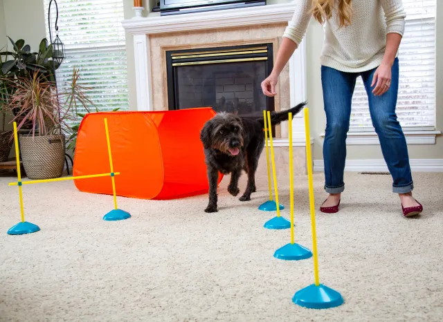 Indoor Games to Keep Your Dog Active