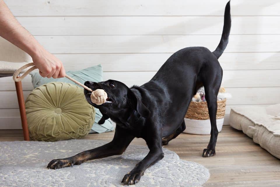 Indoor Games to Keep Your Dog Active