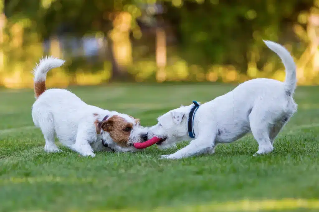Understanding Dog Behavior: What They're Really Thinking