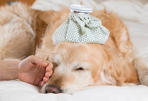 Rare Dog Diseases You Should Be Aware Of