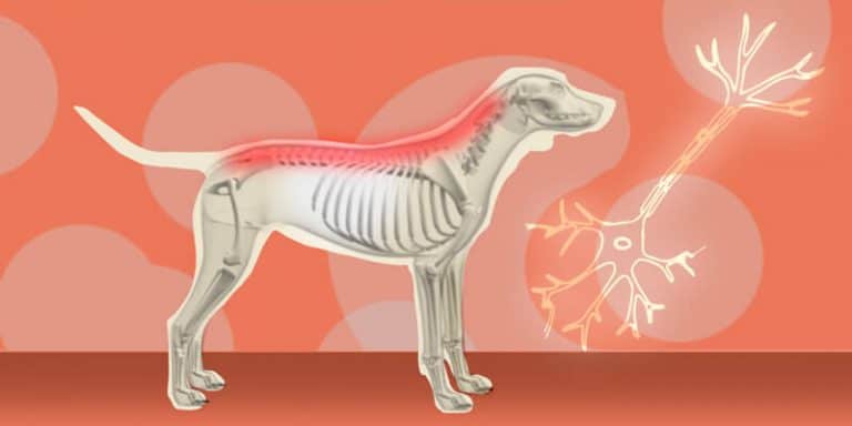 Rare Dog Diseases You Should Be Aware Of