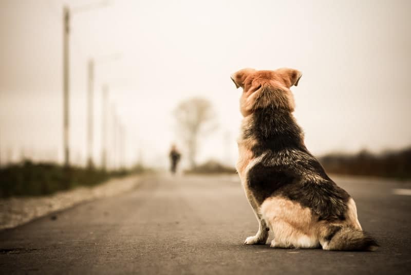 The World Through Your Dog's Eyes