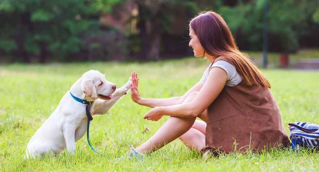 Dog Whisperer Techniques for Effective Communication