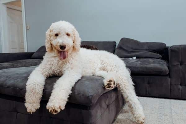 Designer Dogs
