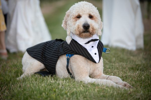 Designer Dogs