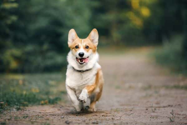 Designer Dogs