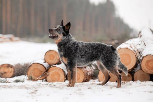 Dog