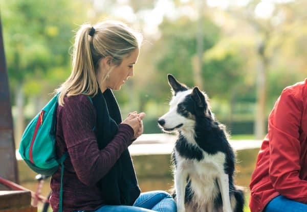 Dog Training