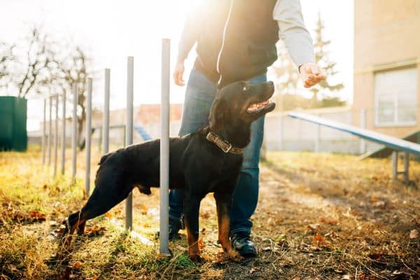 Dog Training