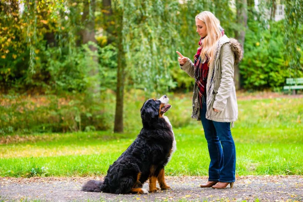Dog Whisperer Techniques for Effective Communication