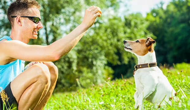Dog Whisperer Techniques for Effective Communication