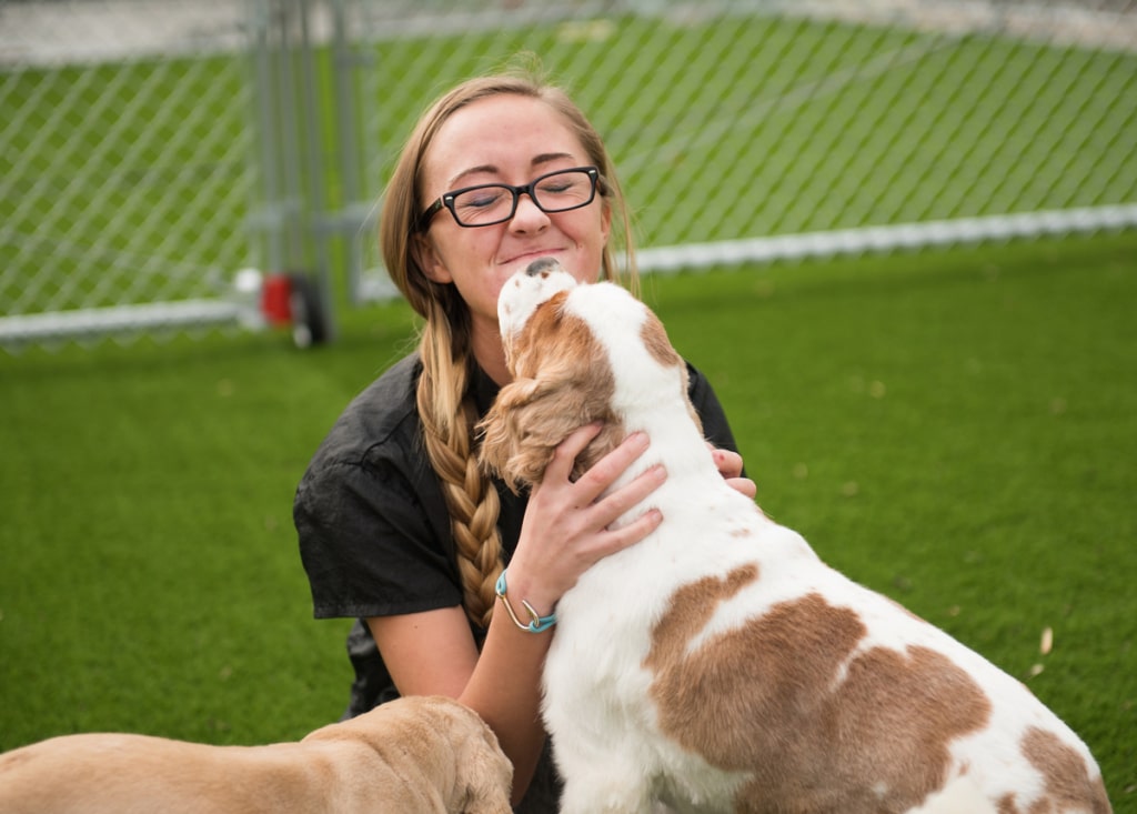 Dog Whisperer Techniques for Effective Communication