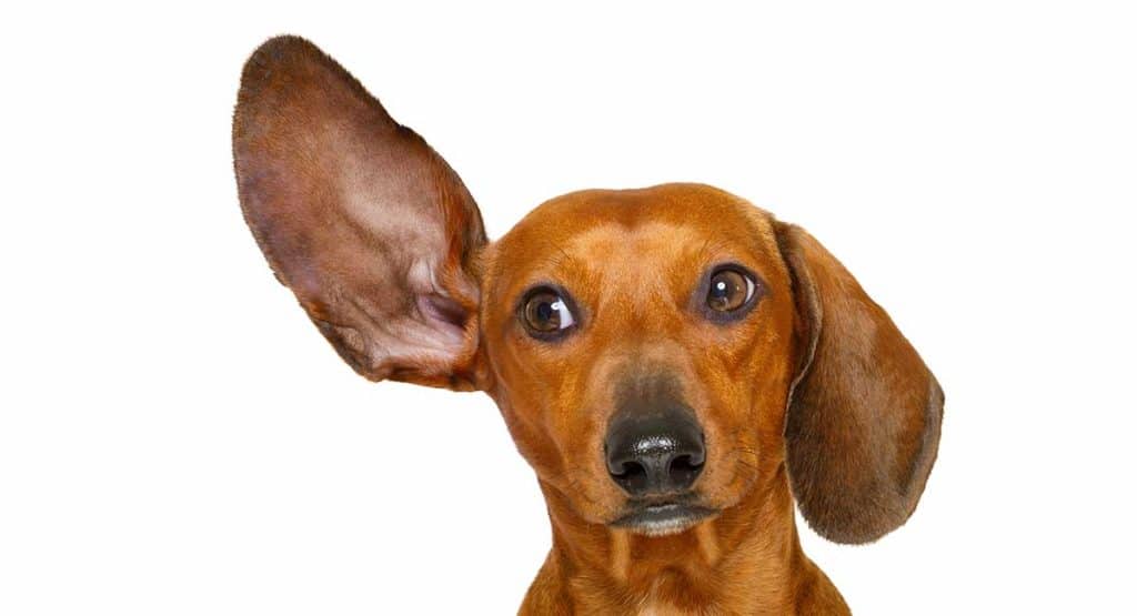 The World Through Your Dog's Eyes
