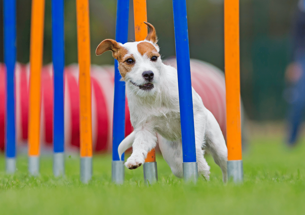 7 Specialized Dog Training Programs for Unique Needs