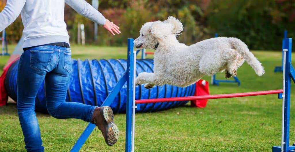 Guide To Breed-Specific Dog Training