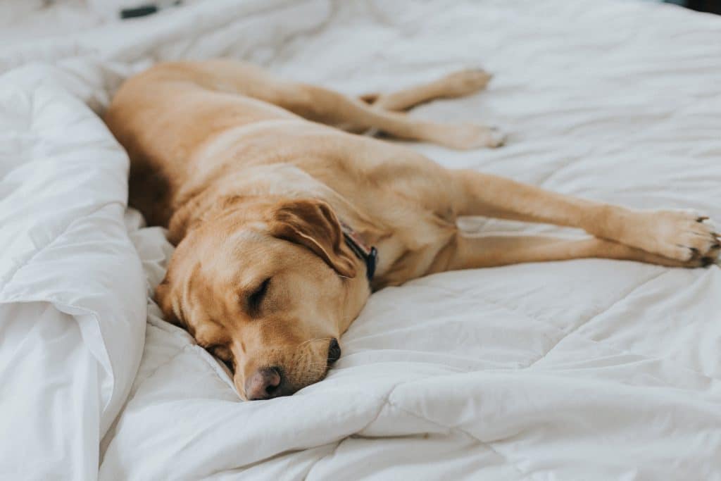 Understanding Your Dog's Sleep Patterns