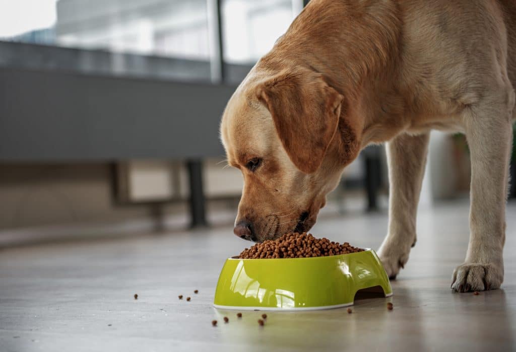 Understanding Your Dog's Sleep Patterns