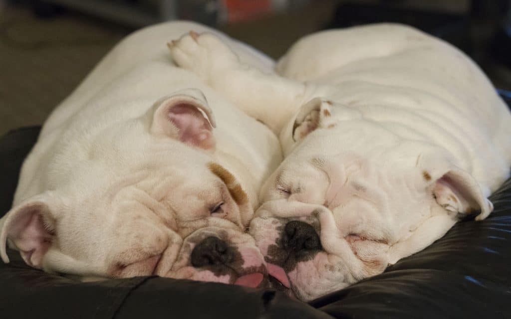 Understanding Your Dog's Sleep Patterns