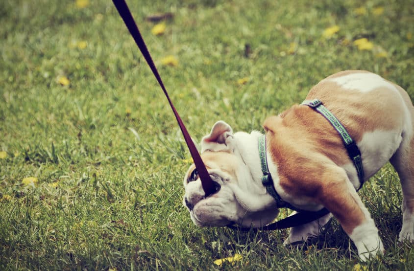 Guide To Breed-Specific Dog Training