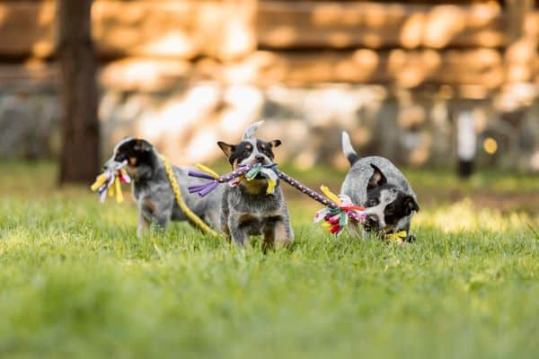 Multi-Dog