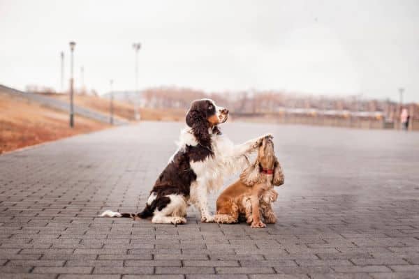 Multi-Dog